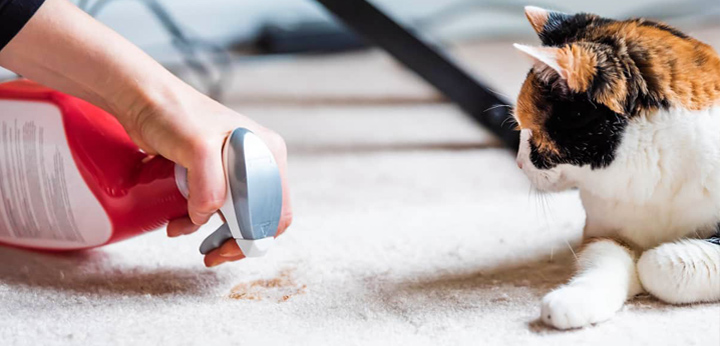 پاک کردن انواع لکه ها از روی فرش ماشینی